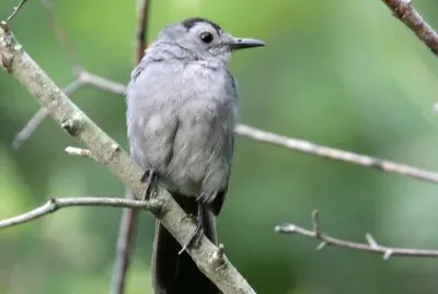 Dumetella carolinensis