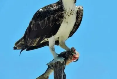 Ãguila pescadora