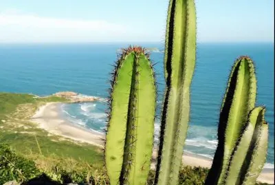 Cactos