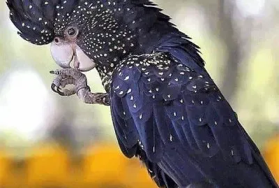 natural