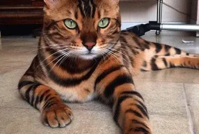 felinos