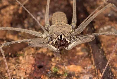 Amblypygi