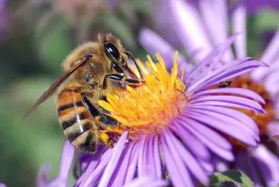 Ape mellifera