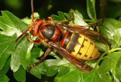 Calarbrone