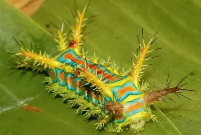 Calcarifera ordinata