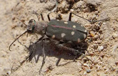 Calomera littoralis