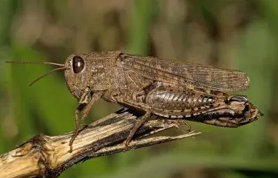 Cavalletta dei prati