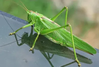 Cavalletta verde