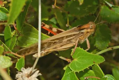 Cavalletta zamperosse
