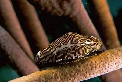 Cyphoma