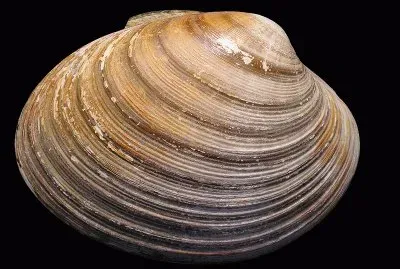 Callista brevisiphonata