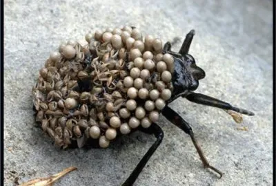 Cimice acquatica gigante