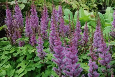 Astilbe jigsaw puzzle