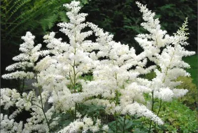 Astilbe jigsaw puzzle