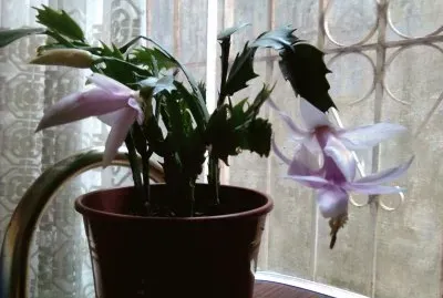 adriana923 jigsaw puzzle