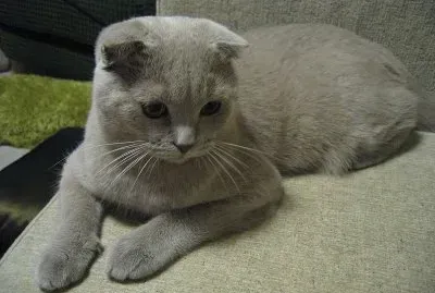 Scottish fold