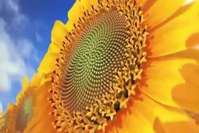 Girasol jigsaw puzzle