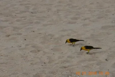 Pássaros na praia