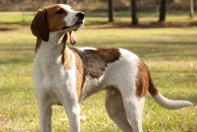 Treeing walker coonhound