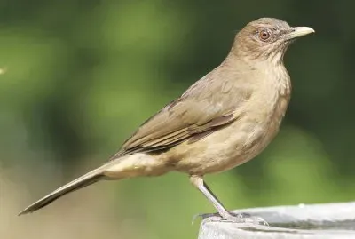 Yuguirro