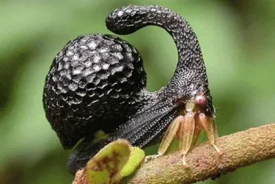 Cladonata inflatus