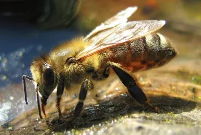 Drinking bee