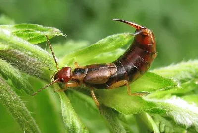 Forficula auricularia