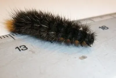 Gatta pelosa