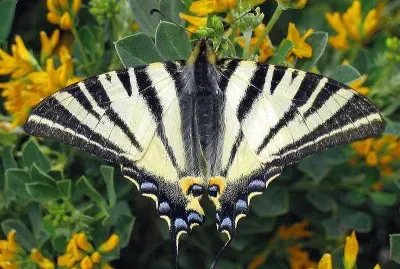 Scarce swallowtail