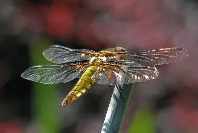 Libellula