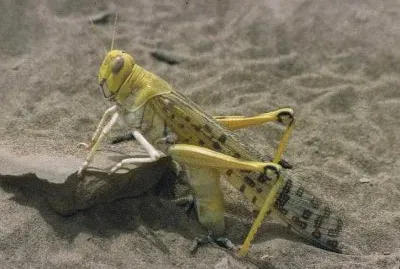 Locusta del deserto