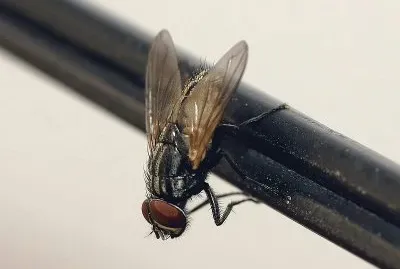 Mosca domestica jigsaw puzzle