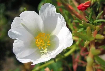 Amapola blanca