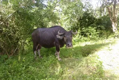 Carabao