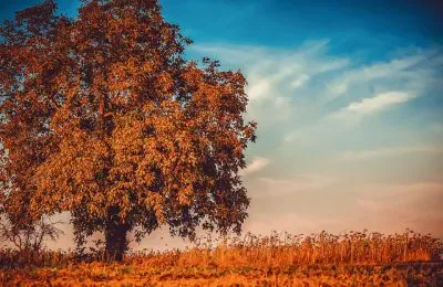 פאזל של Nature