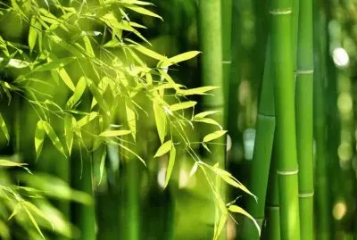 Bambou