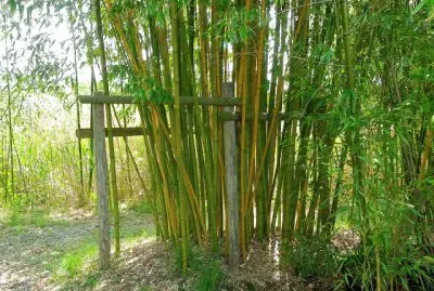 Bambou
