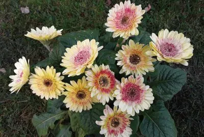 Gerbera jigsaw puzzle
