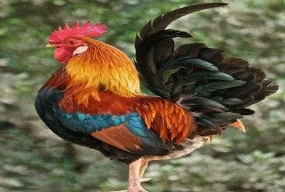 Gallo jigsaw puzzle