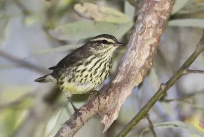 Tordo acquaiolo del nord