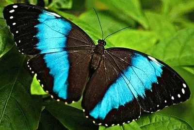 Mariposa1 jigsaw puzzle