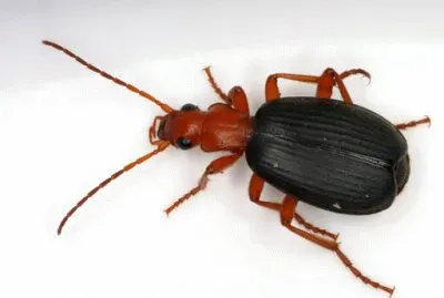 Scarabeo bombardiere