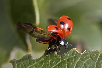 Scarabeo coccinella