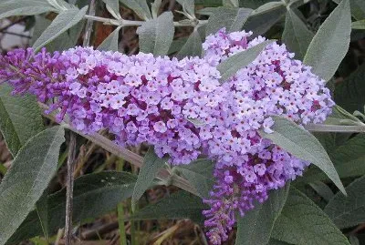 Buddleia