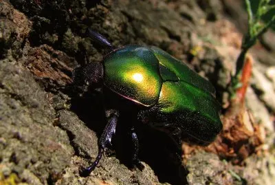 scarabeo metallizato