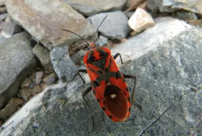 Scarabeo rosso e nero