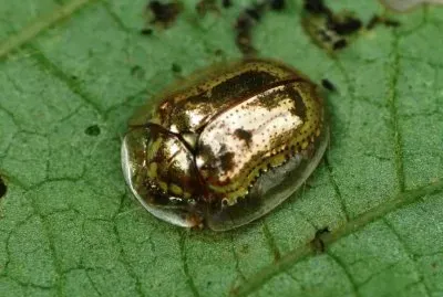 Scarabeo tartaruga d 'oro