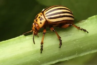 Scarabeo della patata