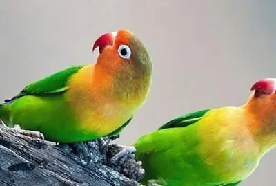 natural