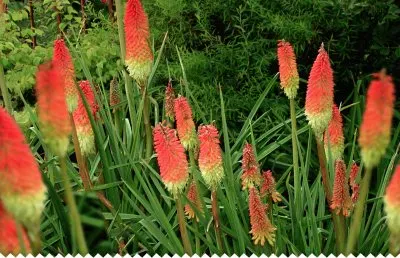 Tritoma jigsaw puzzle